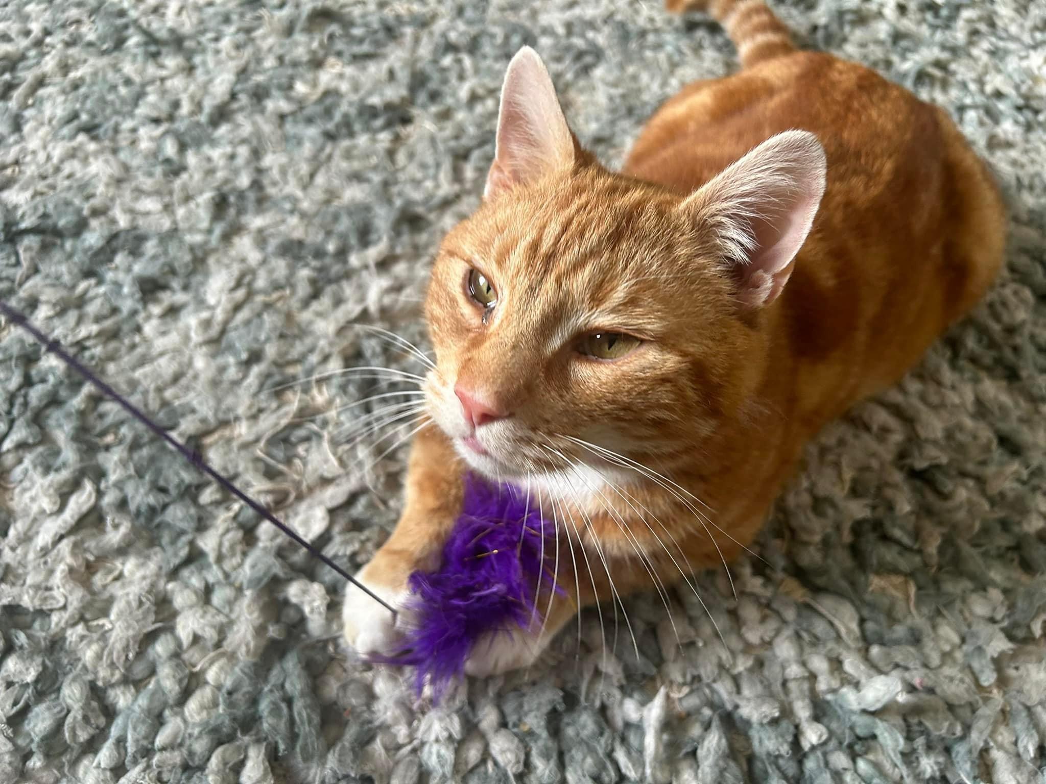 Happy pet (placeholder)